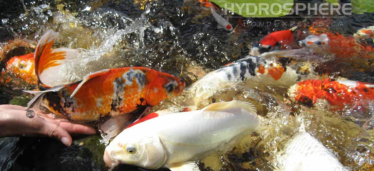 koi in pond